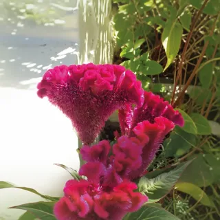 Cresta de Gallo