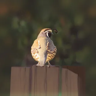 Codorniz