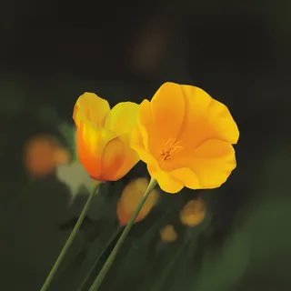 Amapola amarilla