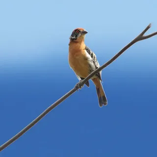 Rara