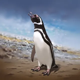 Pingüino magallánico