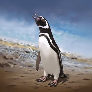 Pingüino magallánico
