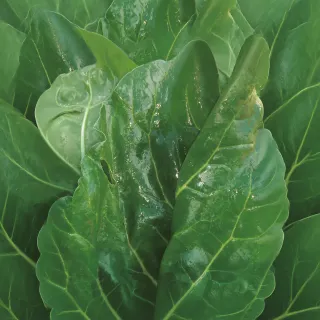 Hoja de Acelga