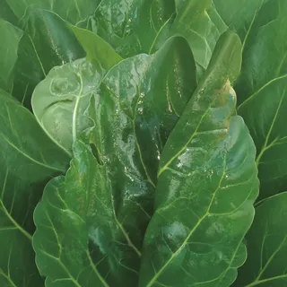 Hoja de Acelga