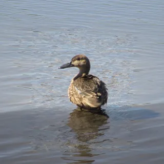 Pato cuchara