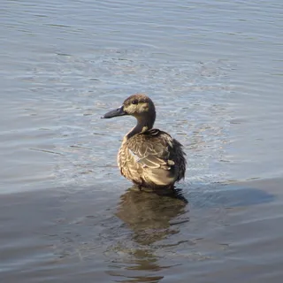 Pato cuchara