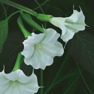Floripondio