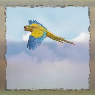 Loro tricahue