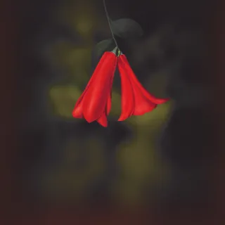 Copihue Rojo