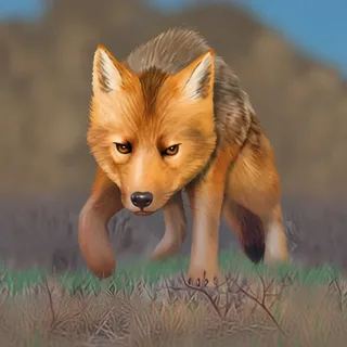Zorro culpeo