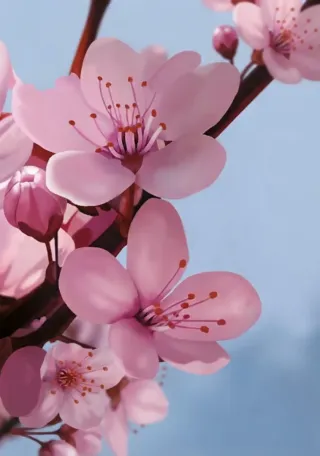 Flor de Cerezo