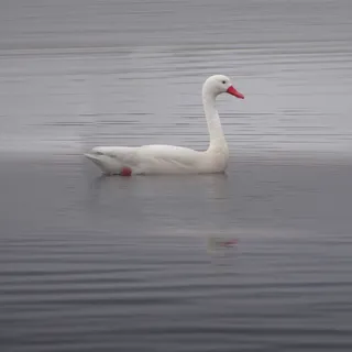 Cisne coscoroba