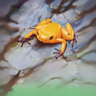 Rana dorada venenosa