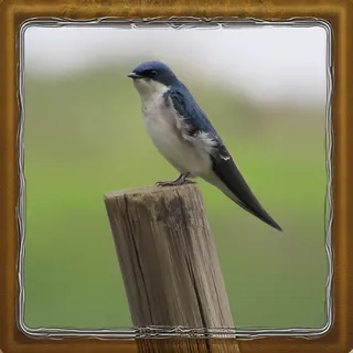 Golondrina chilena