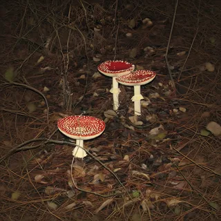 Falsa oronja