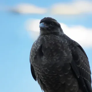Tiuque