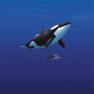 Orca Transeúnte