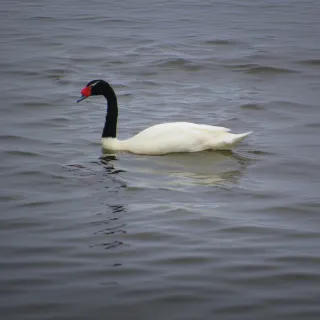 Cisne de cuello negro