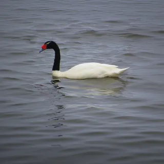 Cisne de cuello negro