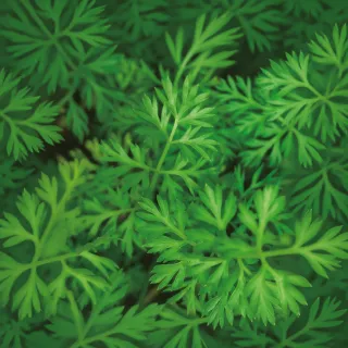Hoja de Zanahoria