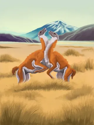 Guanacos Patagones