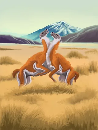 Guanacos Patagones